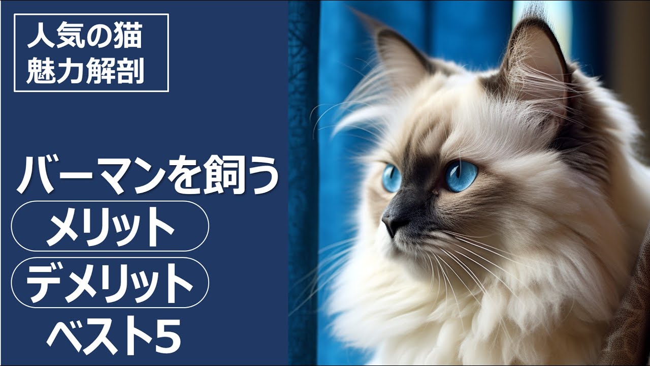 人気の猫 魅力解剖！バーマンを飼うメリット・デメリットベスト5