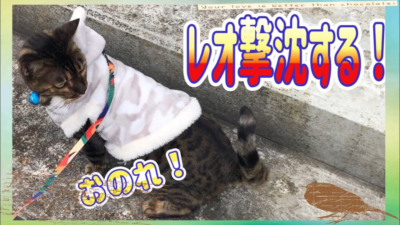 [猫動画]レオ撃沈する！［レオと一緒］ベンガル猫