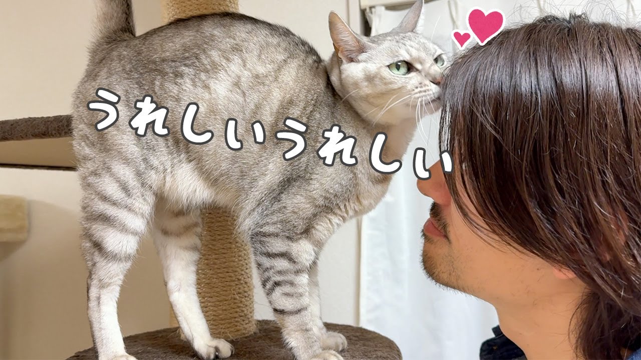 パパが大好きすぎる日の甘えるマロちゃんが可愛い！