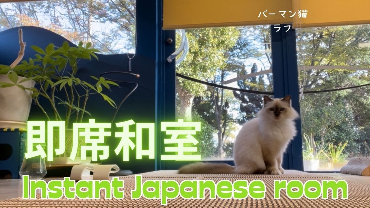 バーマン猫ラフとガブとウリとミカ【即席和室】x（バーマン猫）Birman/Cat