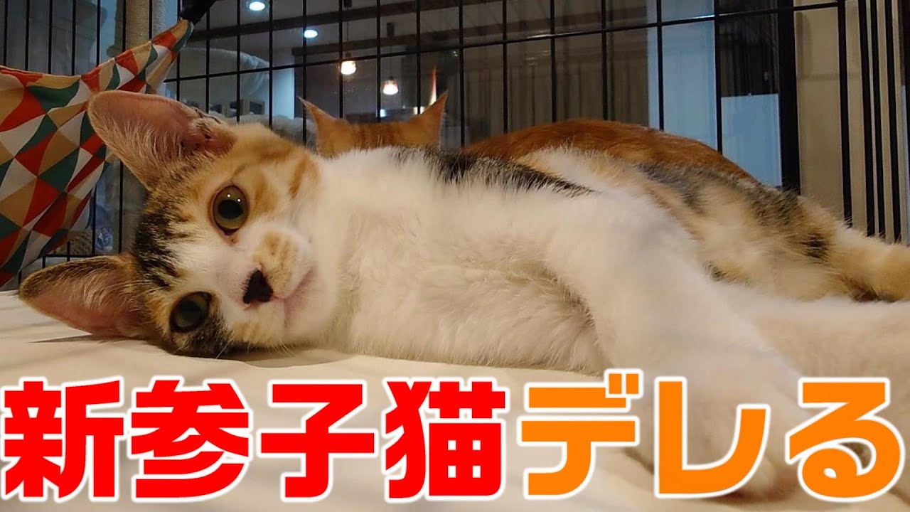 一番最後に保護されたのに一番最初にデレちゃう三毛子猫