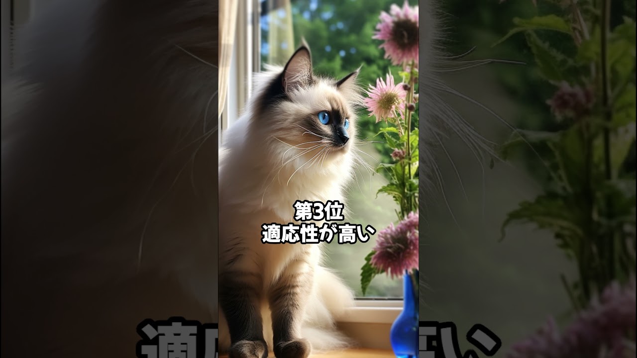 人気の猫 魅力解剖！バーマンを飼うメリットベスト5 #shorts