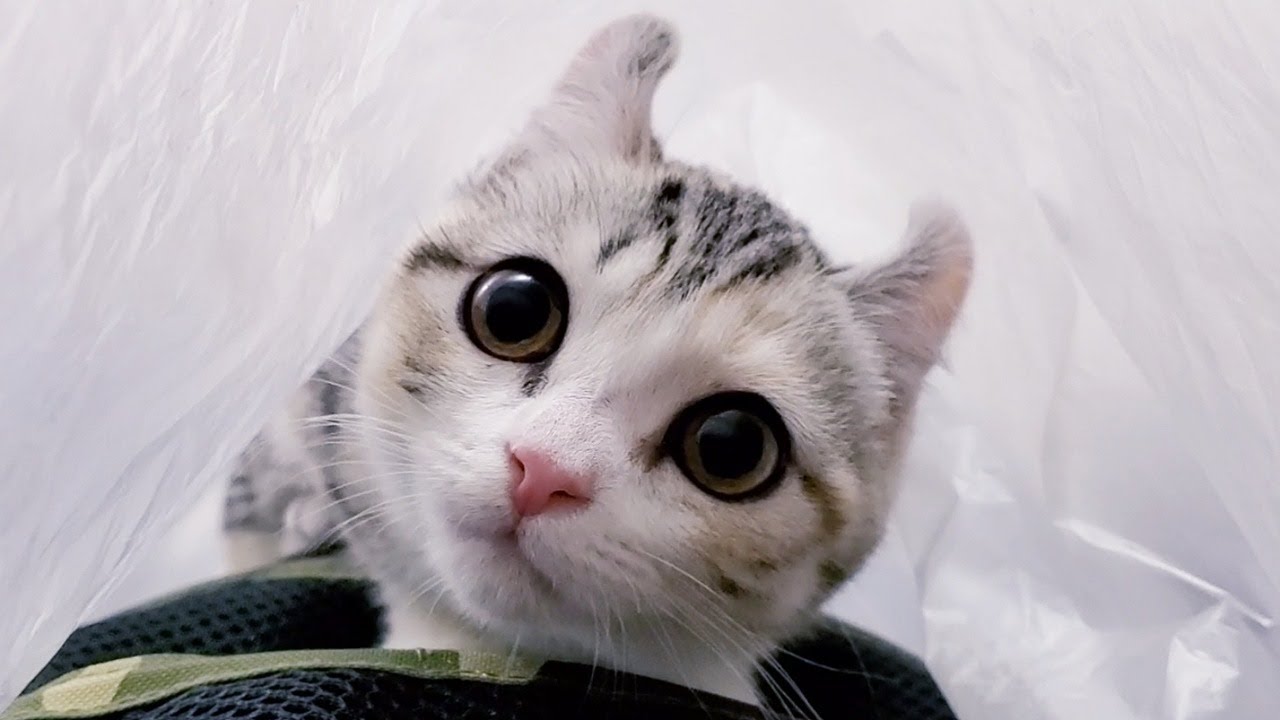 [子猫] 子猫が消えた！？一体どこに行った！？  #52