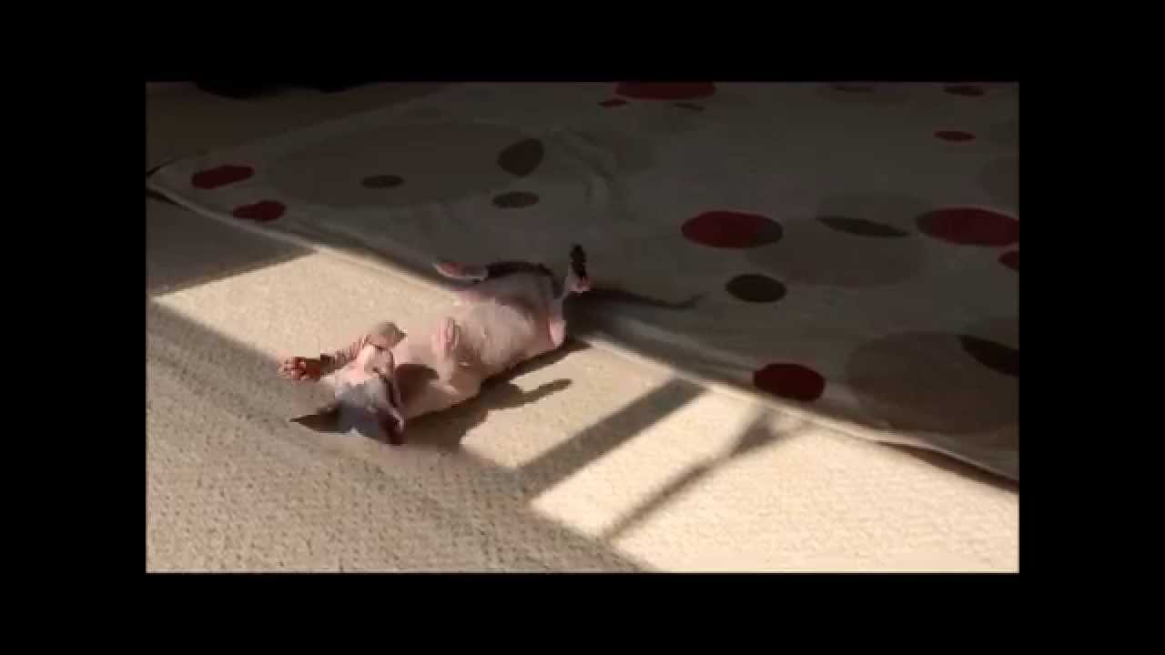 sphynx cat  スフィンクス猫　ゴロゴロな休日