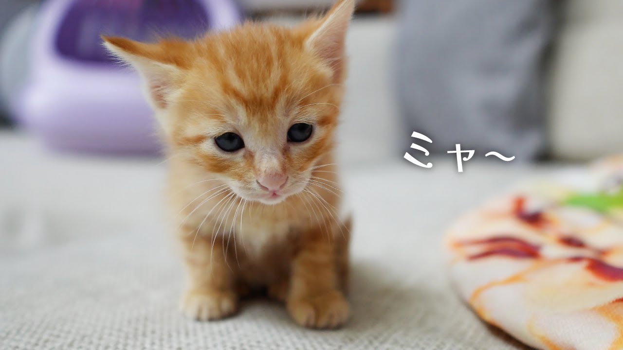 【子猫お迎え】生後1ヶ月の子猫がやってきました！お迎え初日