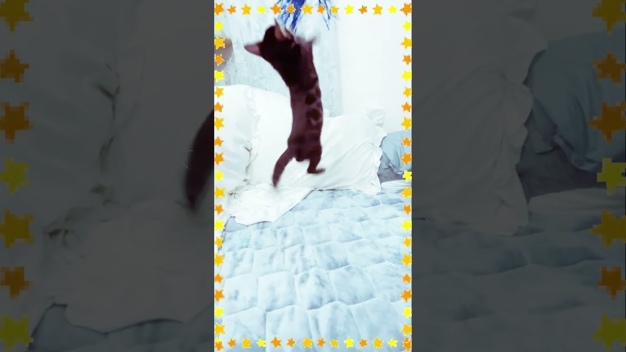 生後64日飛ぶぞ！ #ベンガル #子猫 #shorts  #cat