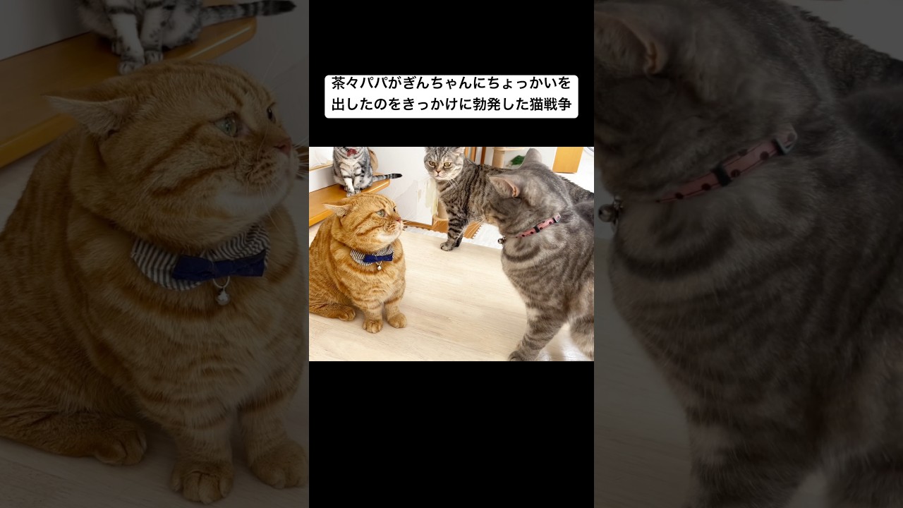 前回のあらすじ #猫 #マンチカン #shorts