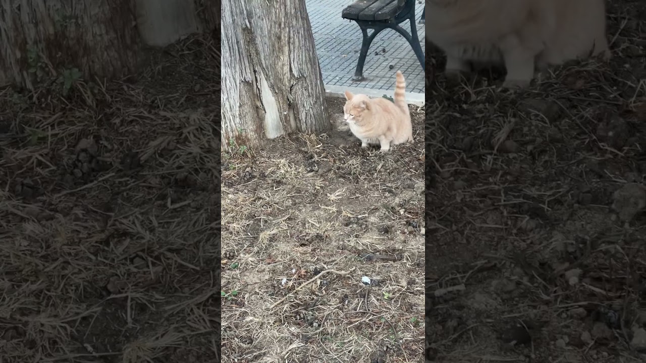 This cute brown  cat starts digging #catshort #shorts