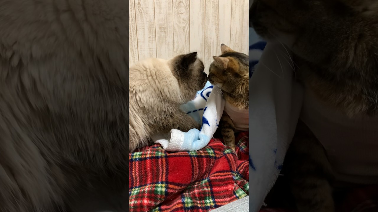 ひめちゃんのことを心配するげんたくん #猫 #ヒマラヤン #保護猫 #猫のいる暮らし #shorts