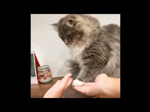 たくさん手が出てきて戸惑う猫【サイベリアンのラフィ】#shorts