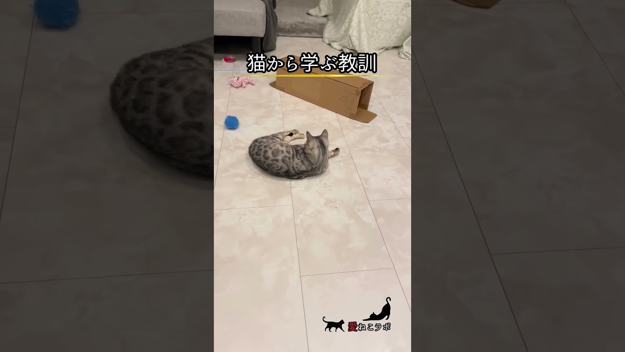 猫の柔軟な体は… #shorts #cat #ねこ #ベンガル猫 #シルバーベンガル猫 #猫名言