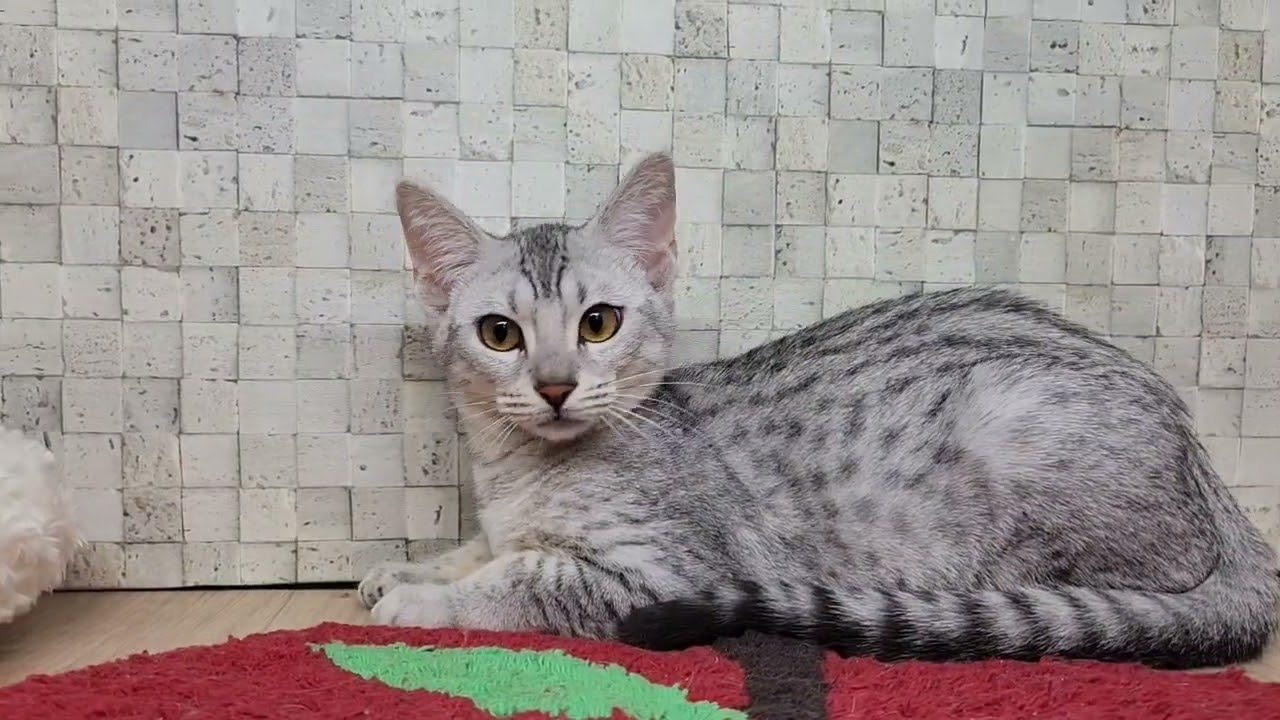 Coo&RIKU　No00649250エジプシャンマウ