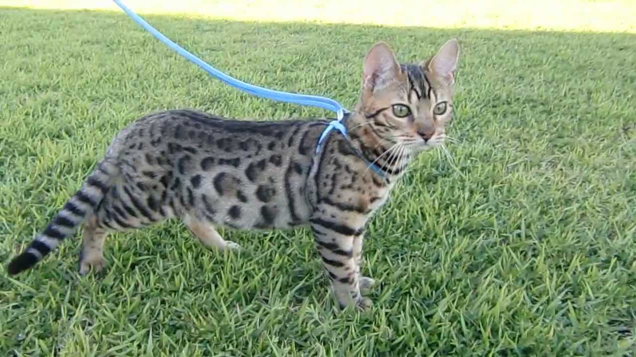 ヒョウ柄の猫(ベンガル)と散歩