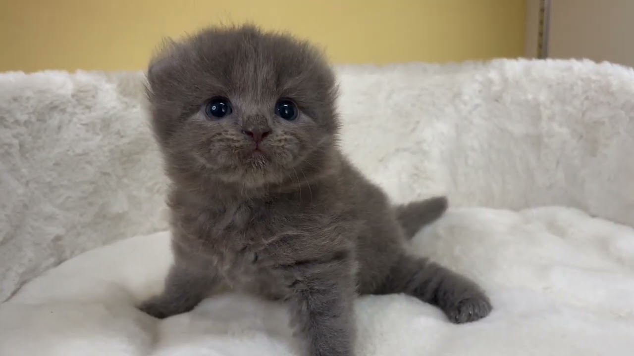 アメリカンカール 【ブルー】まるふわのカール姉妹❤️