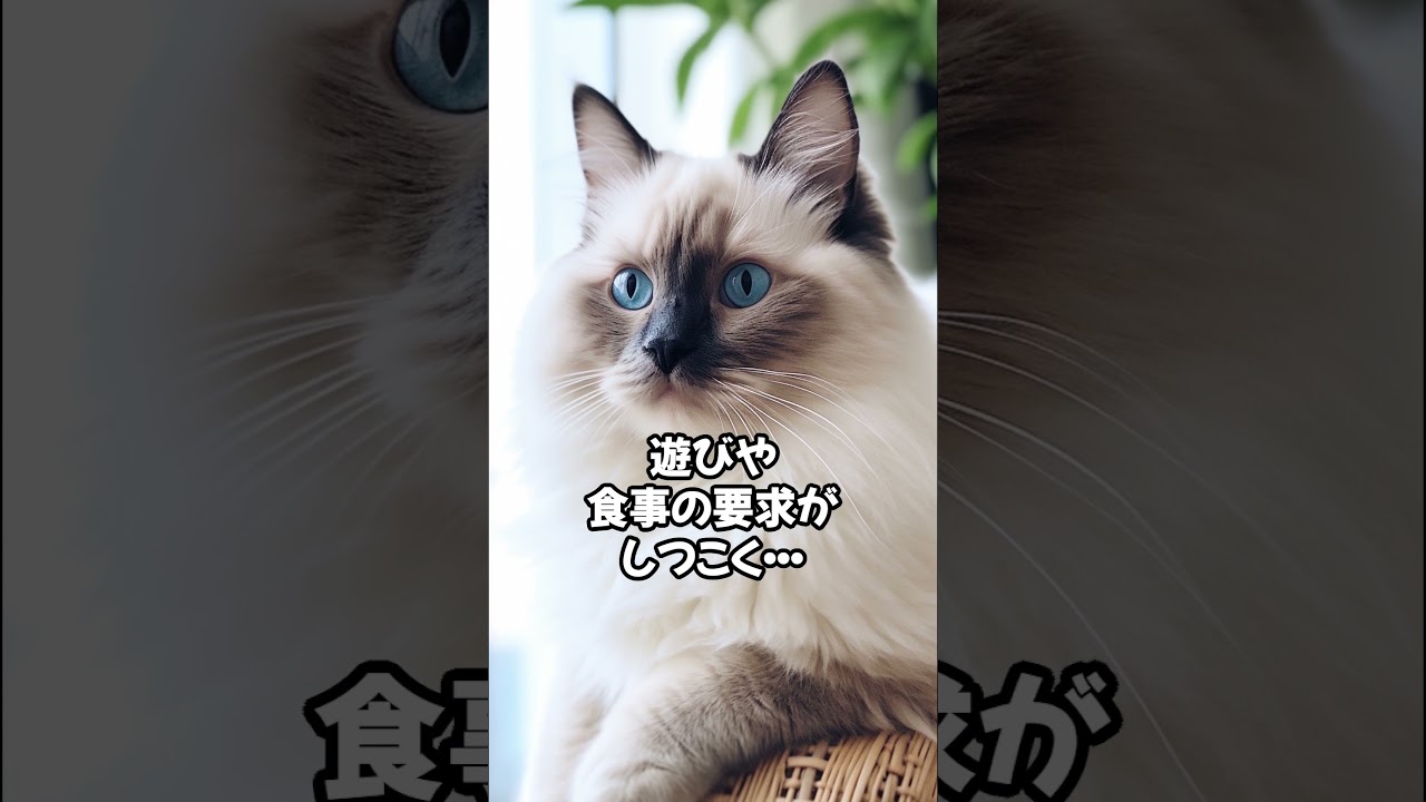 人気の猫 魅力解剖！バーマンを飼うデメリットベスト5 #shorts