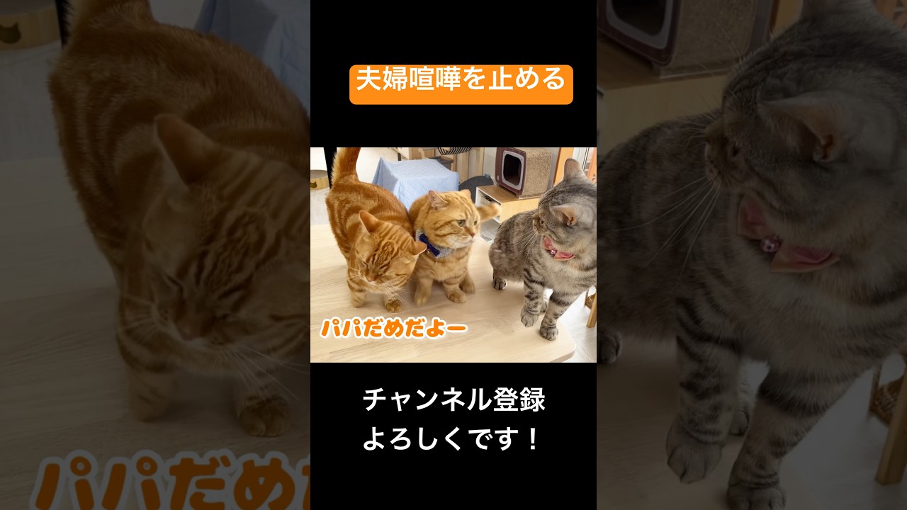 夫婦喧嘩を止める猫。 #shorts #猫 #マンチカン