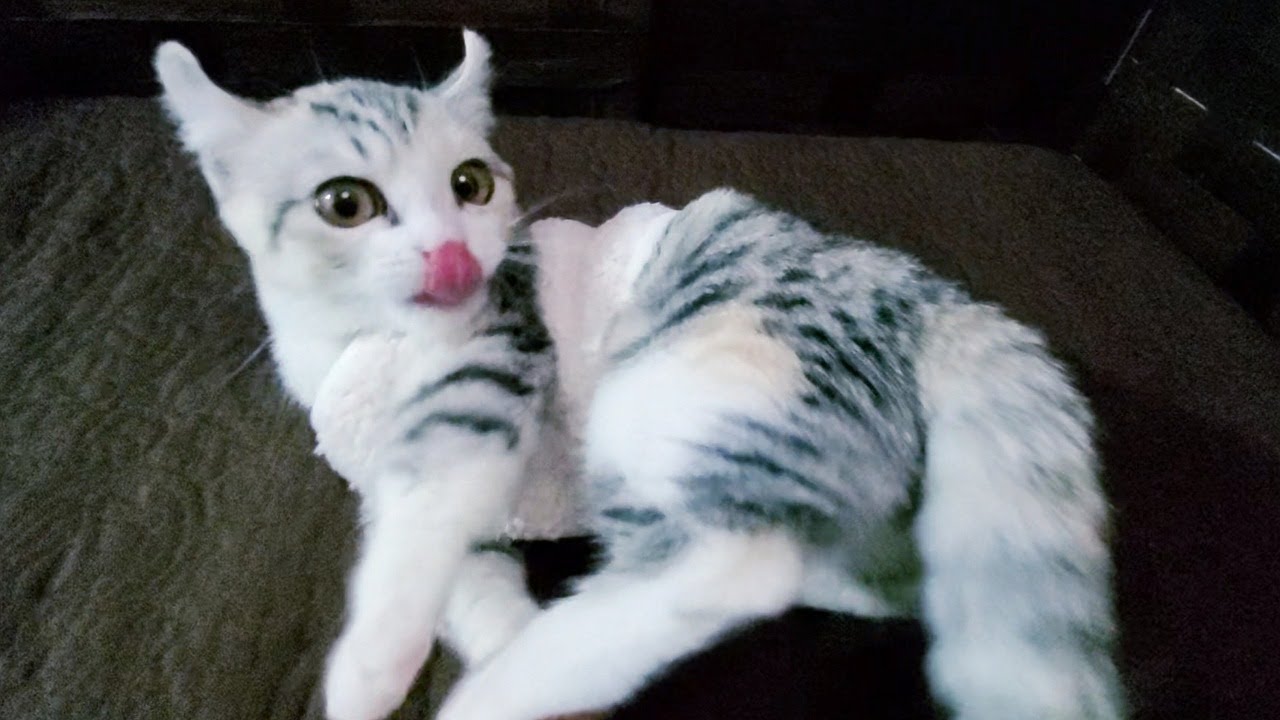 [子猫] ママを心配している子猫が取った行動は！？  #57