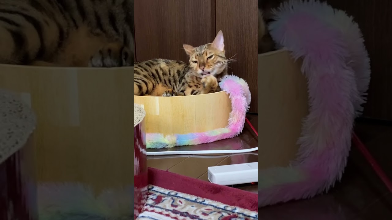 吾輩は猫である　#ベンガル猫