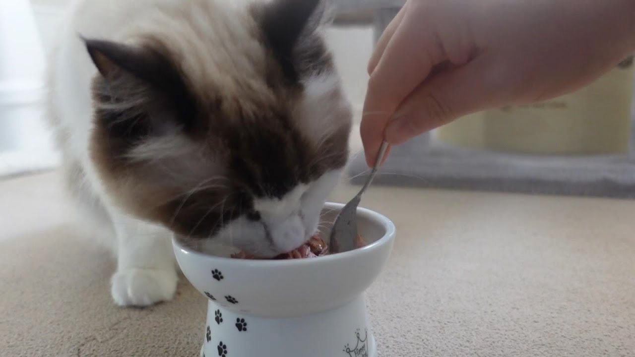 【ラグドール】おやつのカツオにご満悦の猫がこちら