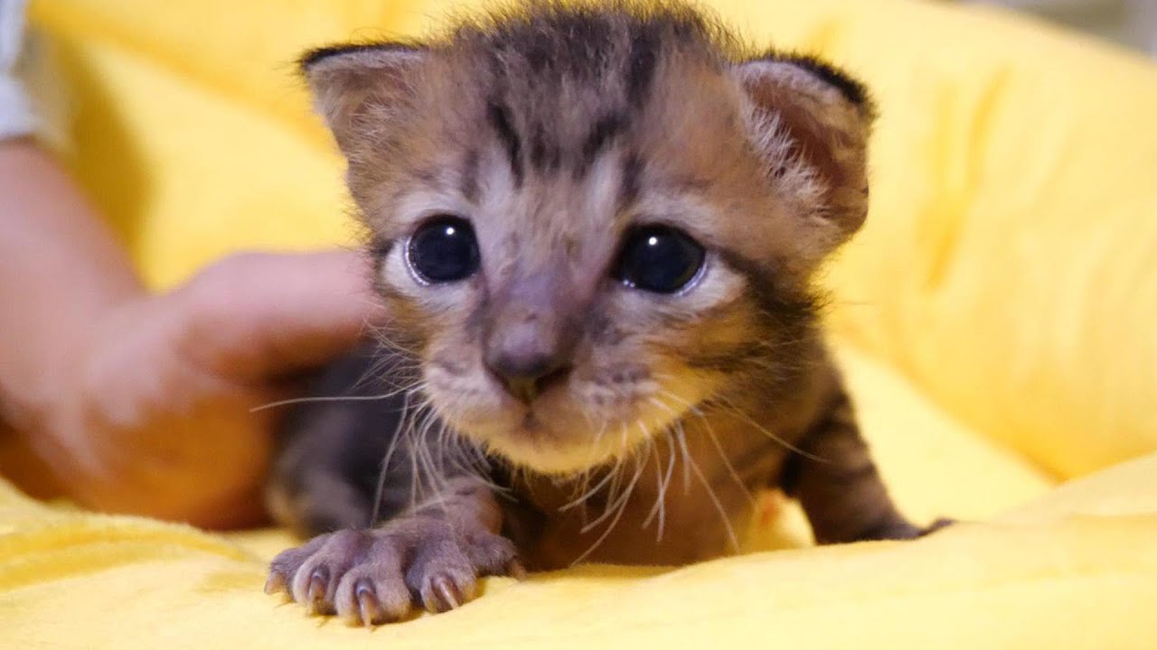 ミルク会場はこちですか？子猫がママのお膝の上にピョンコ。【赤ちゃん猫　保護猫】