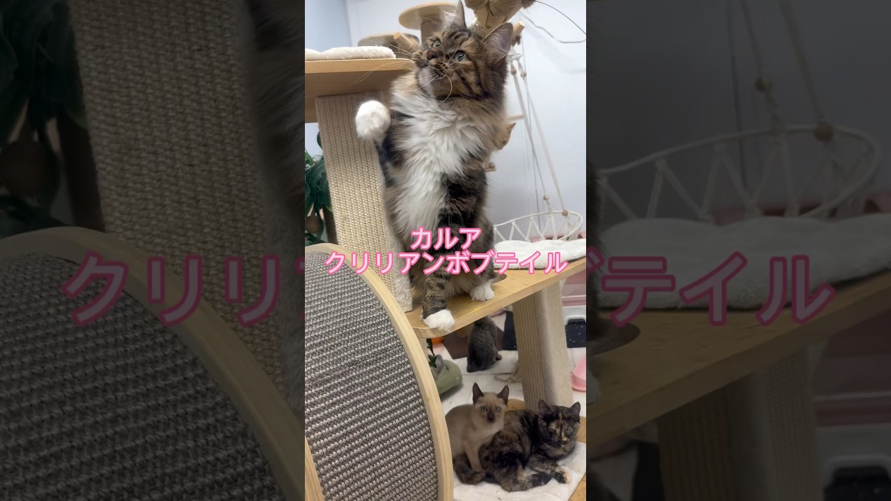 クリリアンボブテイルのカルア #kittey #pet #クリリアンボブテイル#kurilianbobtail @kichifrost