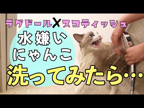 【ラグドール】お風呂がキライな猫をシャンプーしたらずっと鳴かれ続けました...