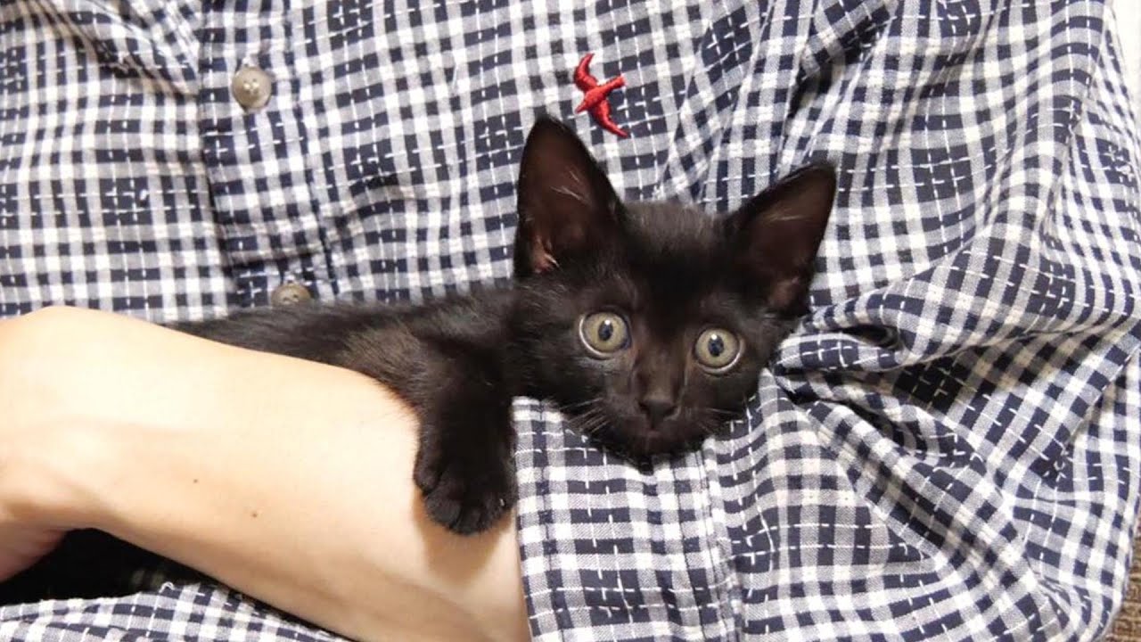 ママを見つけた子猫がおじの抱っこから抜け出し嬉しそうにママの元へ【赤ちゃん猫　保護猫】