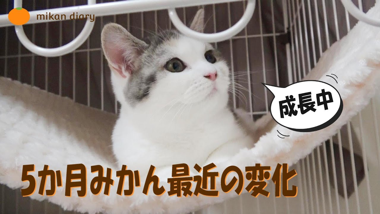 【スコティッシュフォールド】5か月みかん　最近の変化　まだまだ成長中
