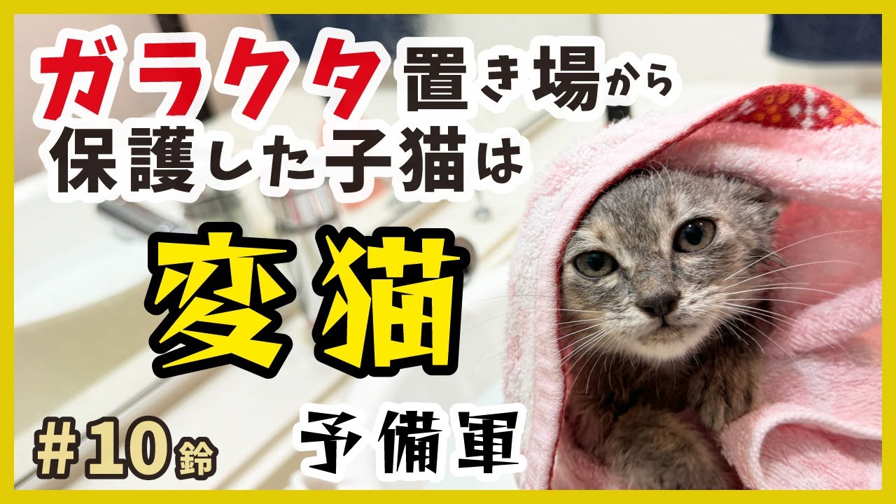 【子猫 保護 ガラクタ山】保護した子猫はヘンテコでバリ可愛い！変猫っぷりを集めてみました♪【りんりん姉妹・鈴10】/ silver kitten