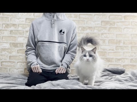 【ご報告】訳あってラグドール猫と引っ越すことになりました。
