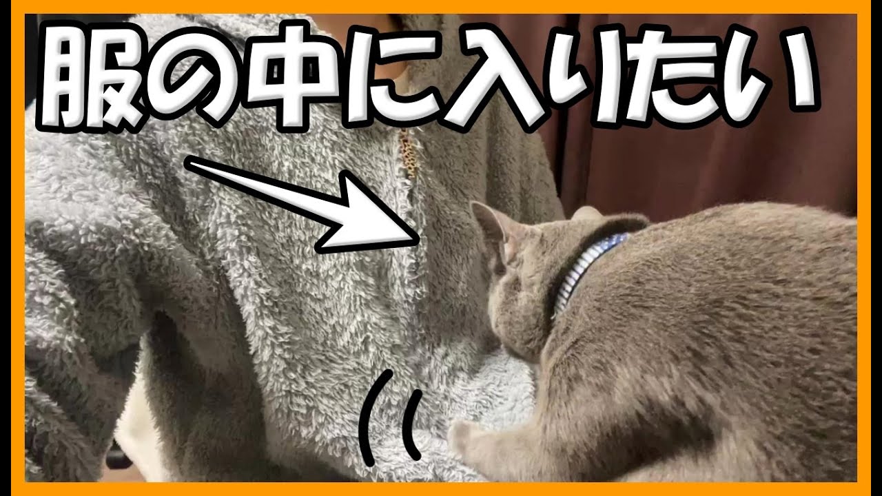 服の中に潜り込んでくるロシアンブルーの猫が可愛すぎるｗｗ