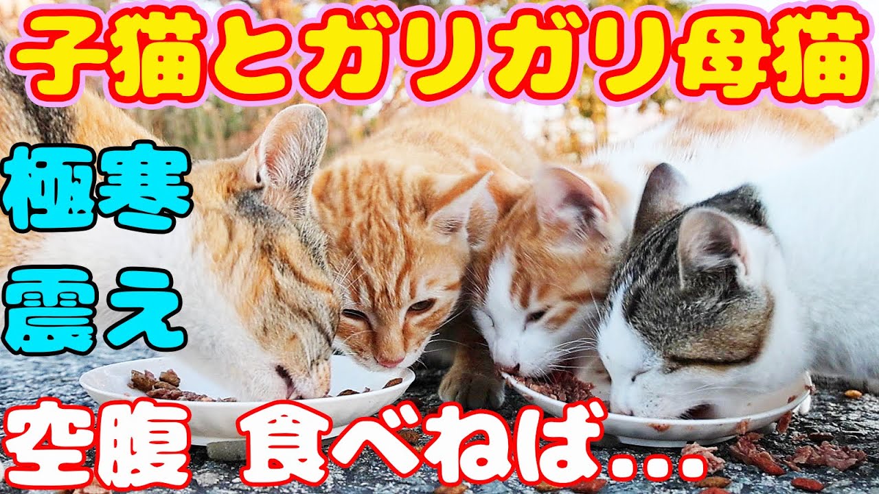 子猫とガリガリ母猫 極寒 海風 鳴いて震えながらご飯を食べた