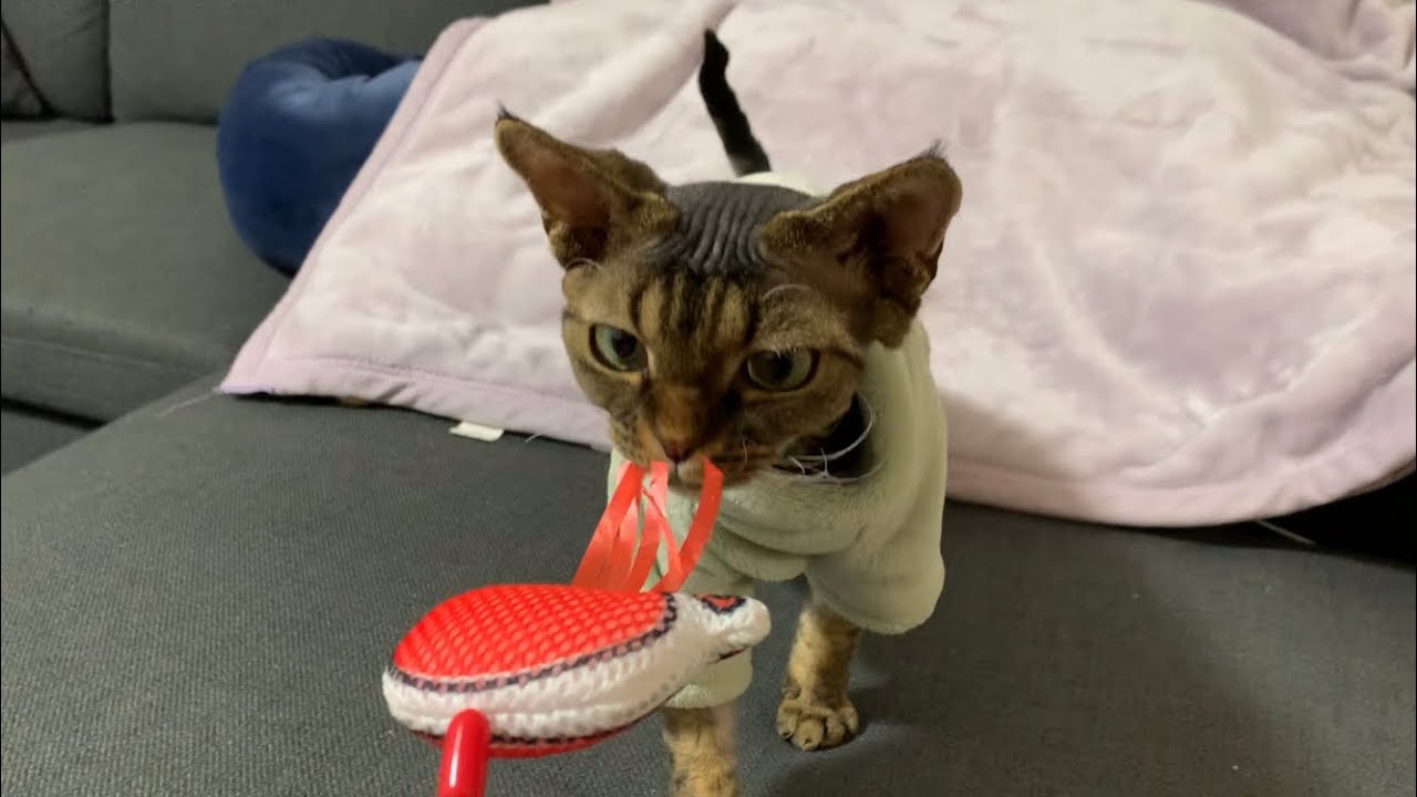 デボンレックス子猫に洋服を買いました(A new set of clothes for Devon Rex kitten)