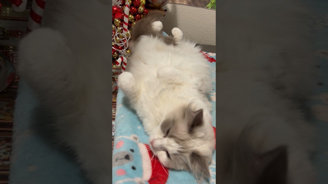 へそ天しながら小刻みに震えるラグドール😰 #shorts #猫 #ラグドール