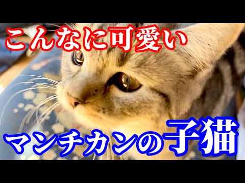 皆さんに見守られながらすくすく育っているマンチカンの子猫が可愛い