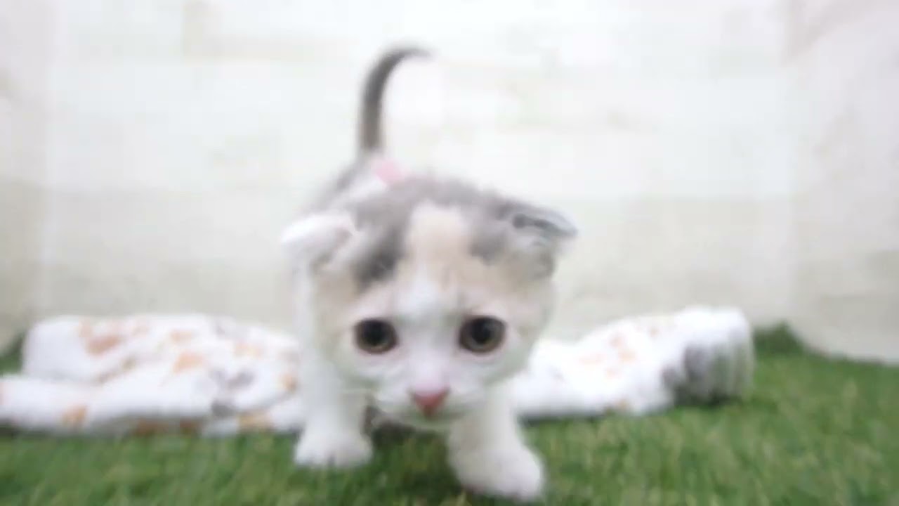 Coo&RIKU　No00656359 スコティッシュフォールド