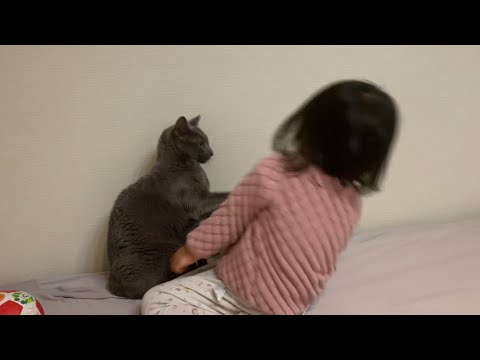 ぺぺ(ロシアンブルー)の優しい猫パンチ、、、パート2