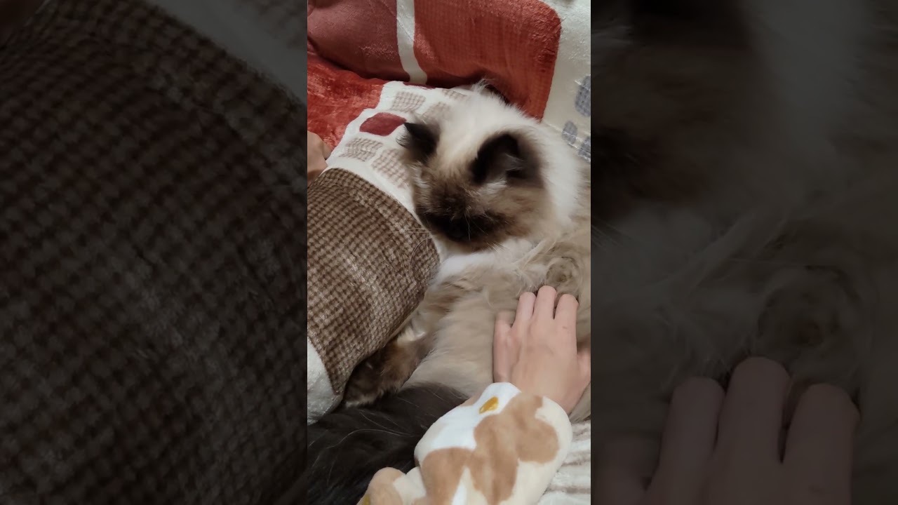 【ヒマラヤン】甘える時は飼い主の間がいい