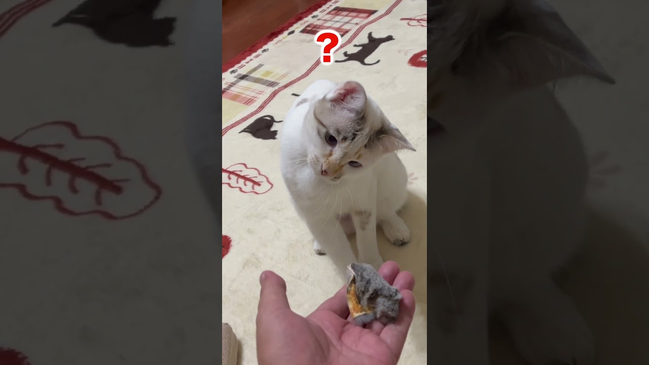 首をかしげる子猫　＃shorts 、#funny 、#cat 、#保護猫、