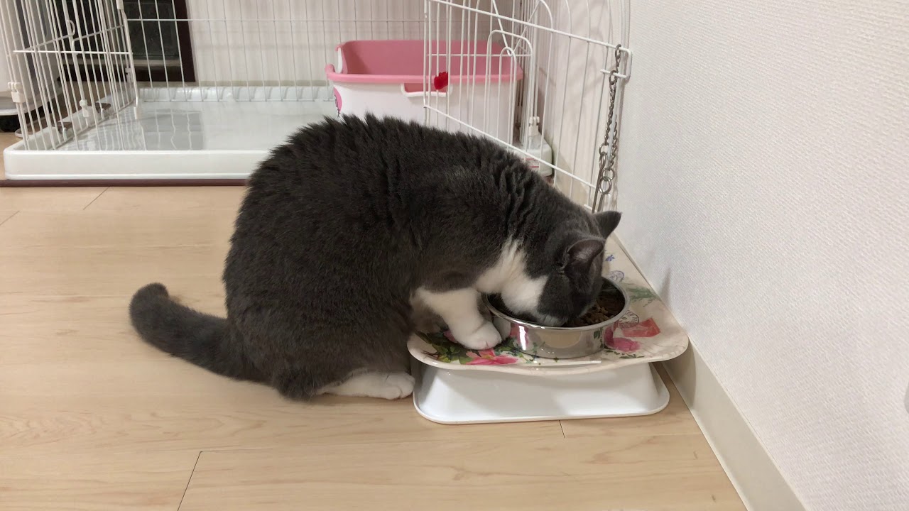 2017/12/24　セルカークレックスの梅子vol.290