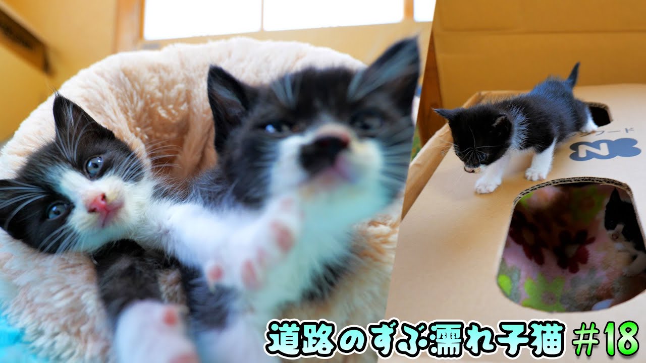 保護初日から子猫達を守ってきたダンボールハウスがついにその役目を終えました🐈🐈🏡【道路のずぶ濡れ子猫 #18】