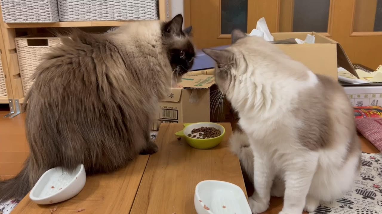 【猫】【ヒマラヤン】みんなでご飯を食べられるようになりました。#猫　#cat