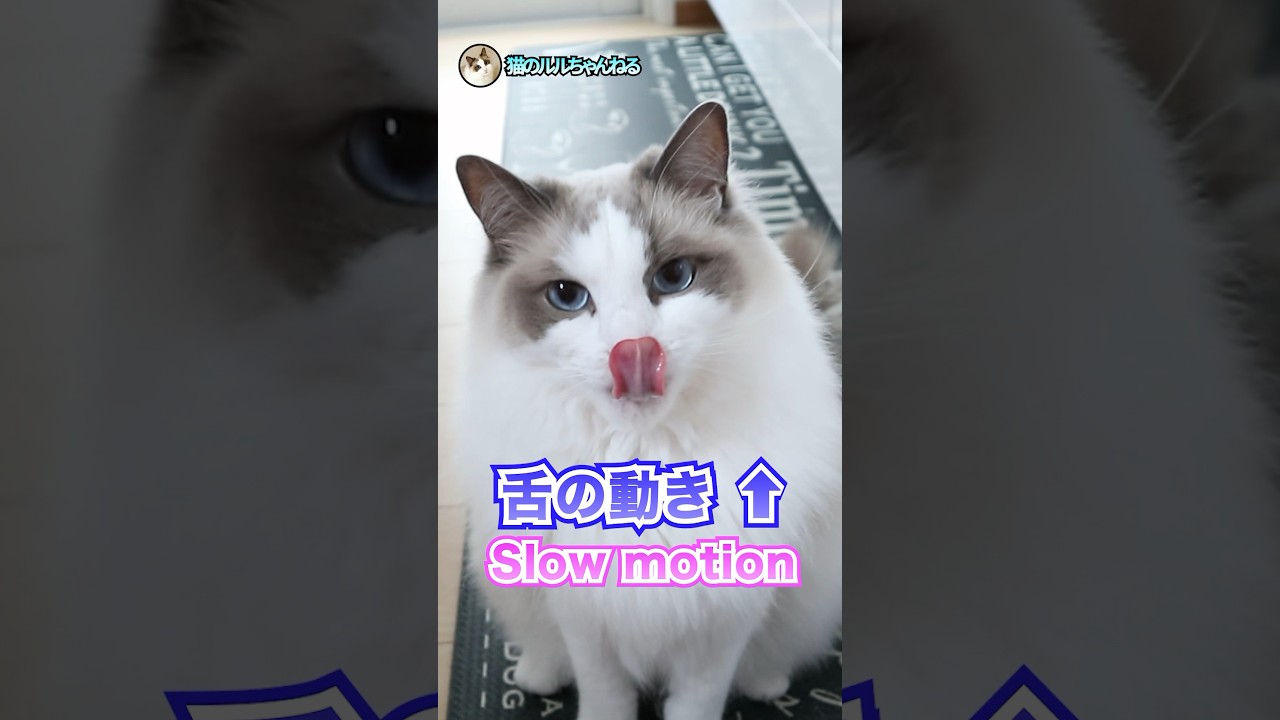 猫が舌をペロペロするスローで見ると・・・#ラグドール #ragdoll #shorts