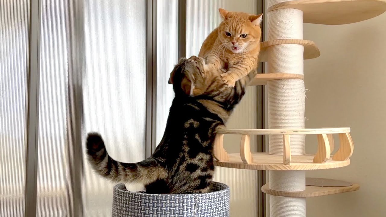 我が家のキャットタワーはひとり乗り！？