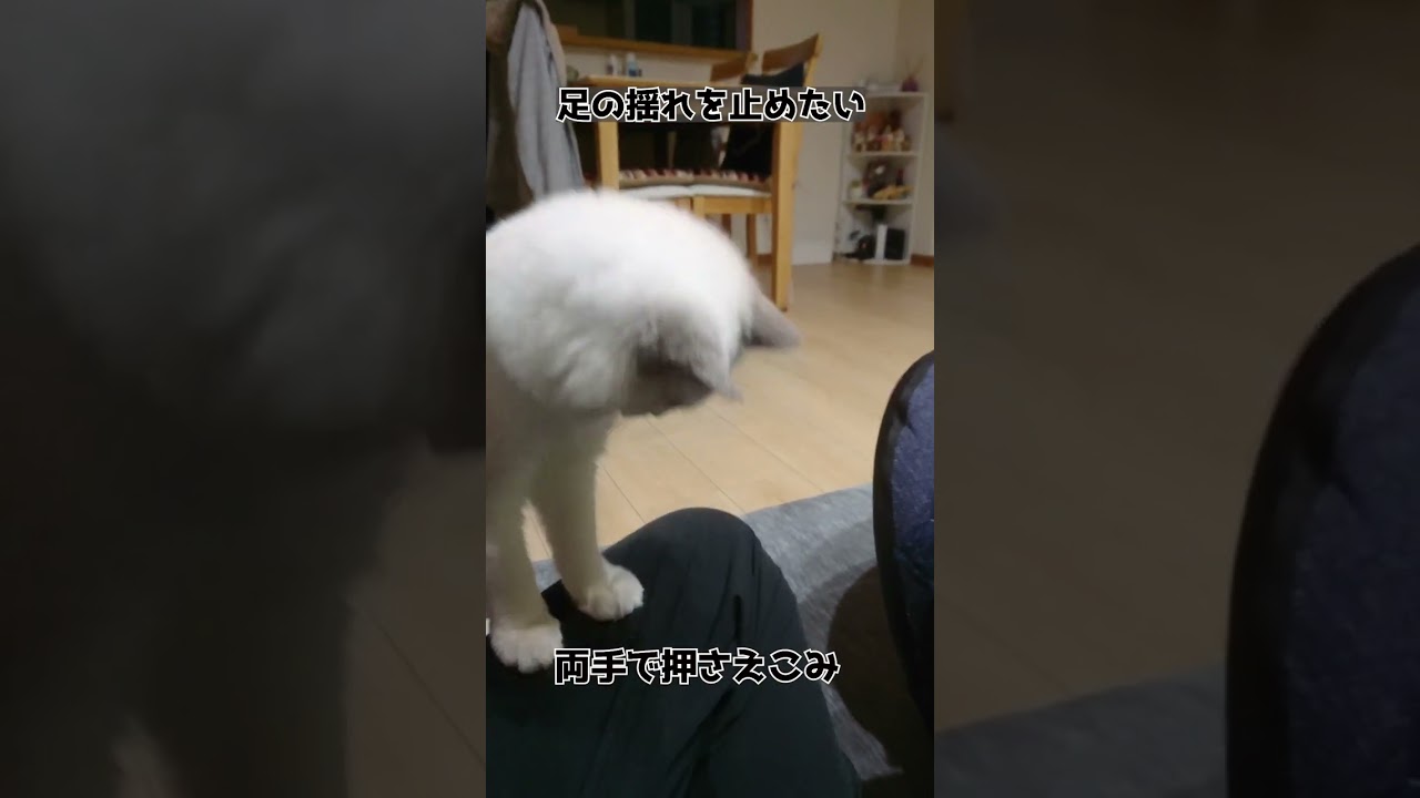 足の揺れを止めたい猫#shorts #ラグドール #猫 #cat #ルル
