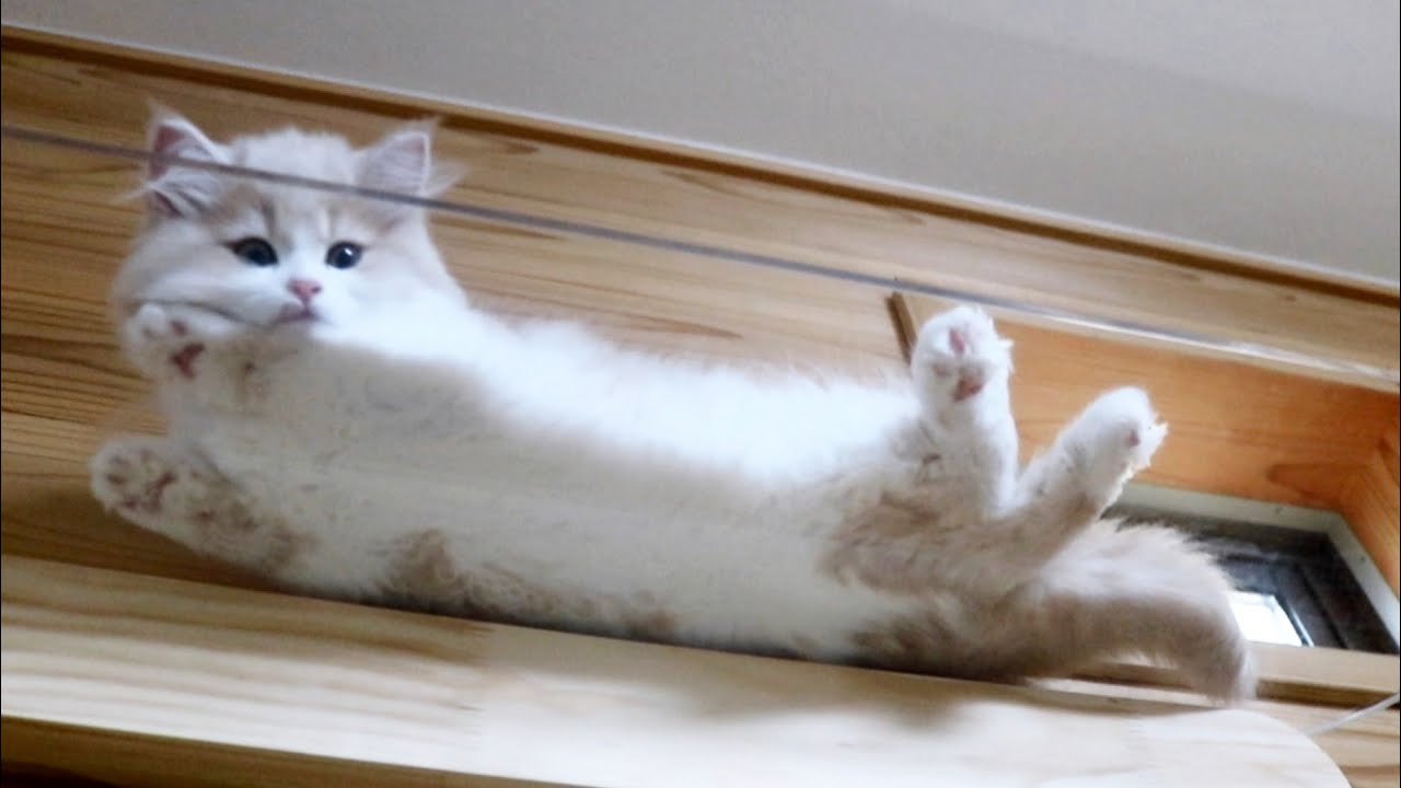 ただただ可愛いだけの動画 子猫 サイベリアン 美人