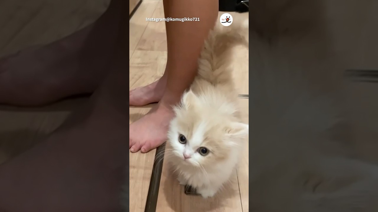 はやくー！はやくー！｜PECO #子猫 #マンチカン #子猫の鳴き声 #子猫のいる生活 #kitten #munchkin #kittenmeowing #meowing #catlover