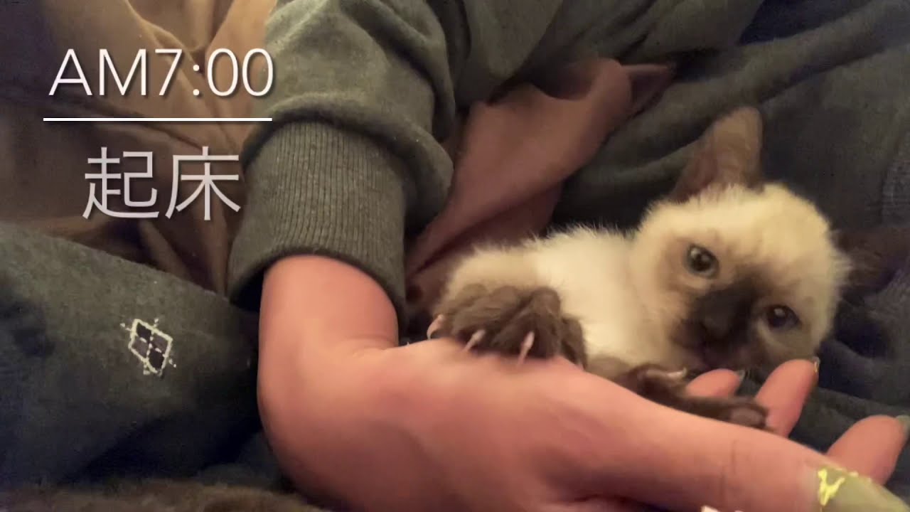 【シャム猫】生後2ヶ月の赤ちゃん猫と一緒に迎える朝♡ / Morning with a two-month-old kitten♡