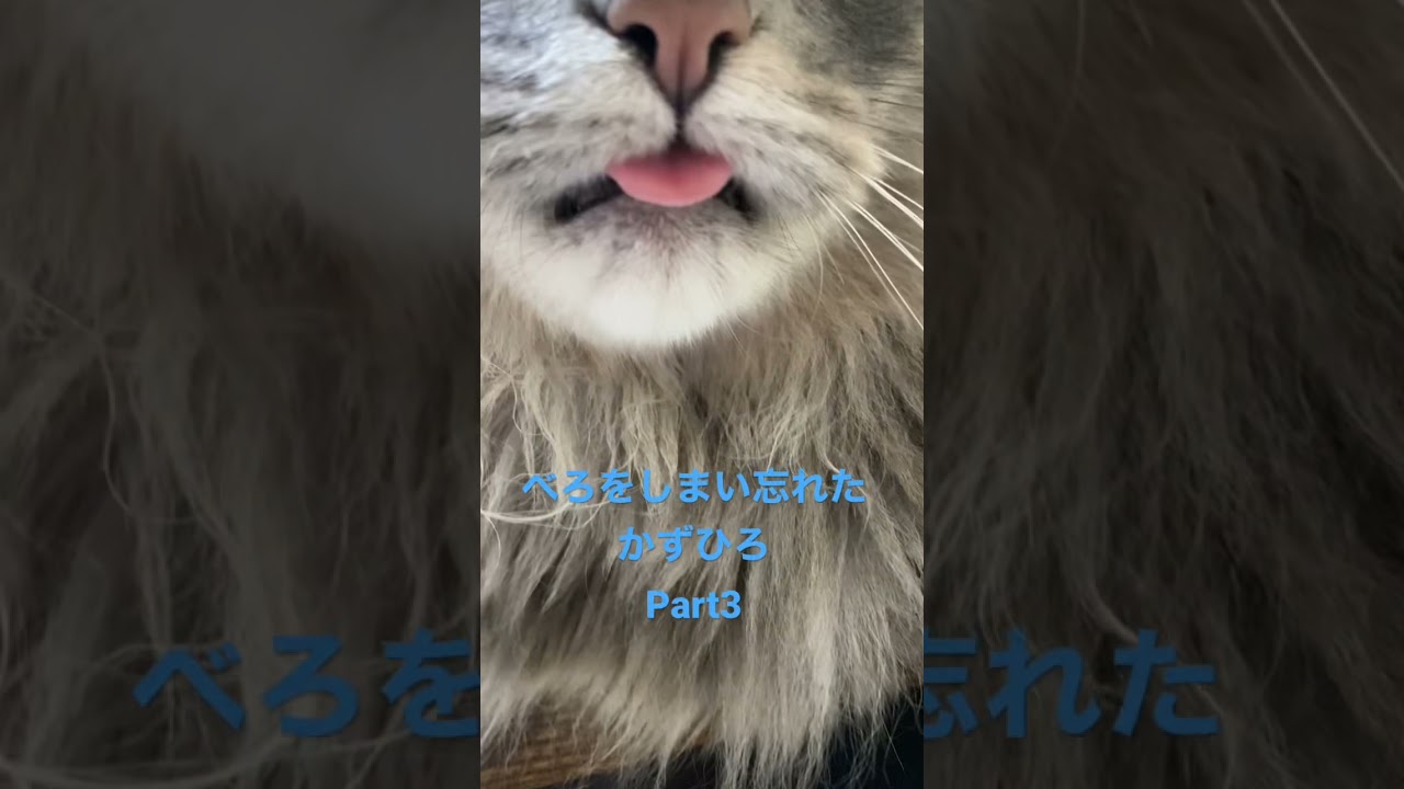 迫りくるべろ#猫 #アメリカンカール #shorts