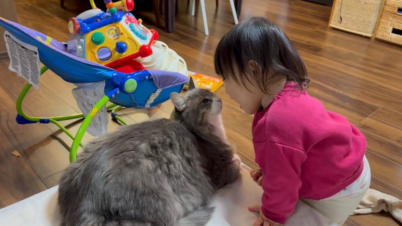 猫吸いされる猫　ノルウェージャンフォレストキャット　ラガマフィンA cat being sniffed. Norwegian Forest Cat. Ragamuffin.